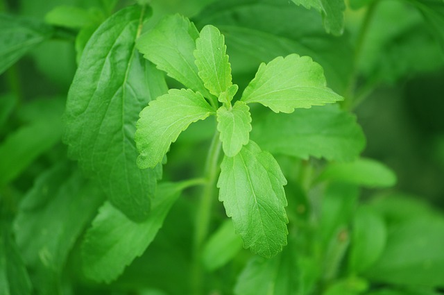 stevia na slazenÃ­