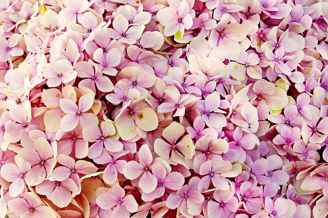 růžové hortenzie