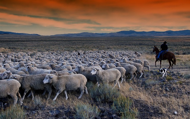 pasák ovcí