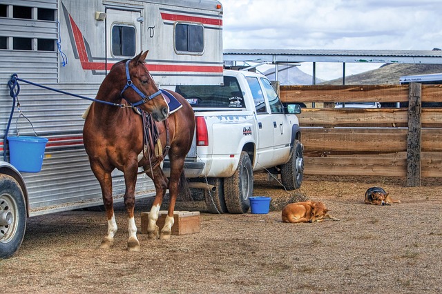 kůň a pes u karavanu